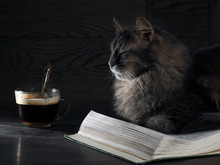 Gray Big Cat Lies On The Open Book. Nearby Stands A Cup Of Coffee.