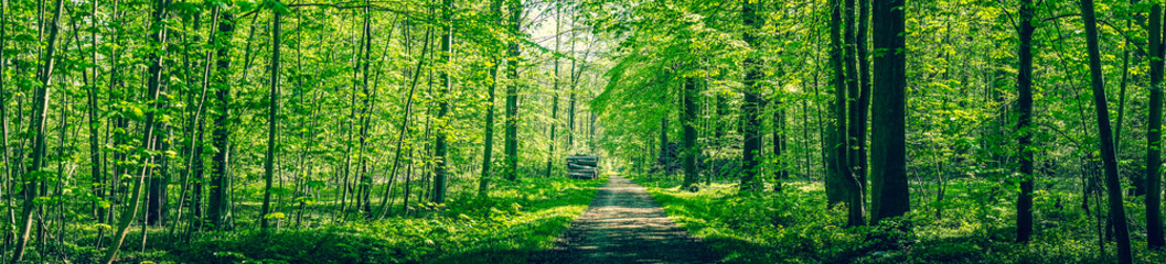 Wall Mural - panorama landscape with a road passing through a green forest