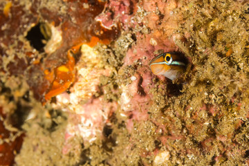 Sabre-toothed blenny Fish in the hidding place