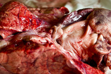 Close Up Of Bloody Raw Lamb Meat 