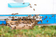 Honey bees swarming and flying around their beehive.