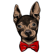 Hand Drawn Fashion Illustration With The Bow Tie English Toy Terrier, In Colors. Vector