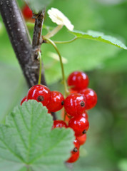 Wall Mural - Red Currants In The Garden, Summer Harvest