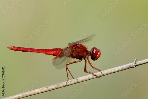 500_F_117908652_IzEtlcCU46wmm1QTB56Kj438ukWQWVCf.jpg