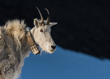 Adult Mountain Goat Wearing Research Collar With Copy Space