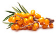 Branch of sea buckthorn berries, clipping paths