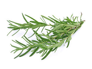 Wall Mural - Rosemary on white background