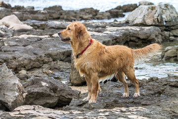 Golden retriever dog enjoying on the beach