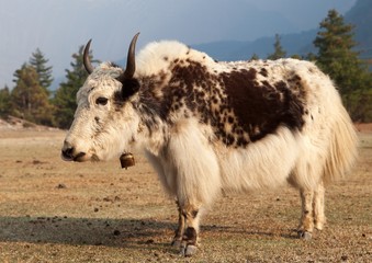 Canvas Print - White and Brown yak on meadow