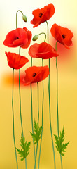 Poster - Nature background with red beauty poppies. Vector.