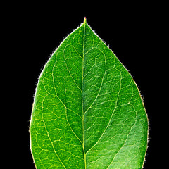 green leaf on a black background