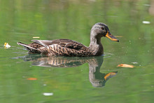 Female Mallard Duck Swimming In Green Water With Reflections