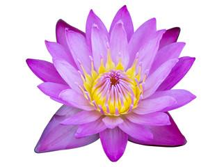 Wall Mural - Purple lotus flower isolated on white with clipping path