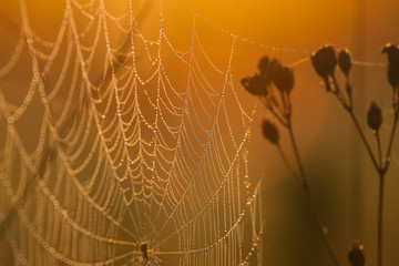 Spider web in the rays of the rising sun. Gold drops