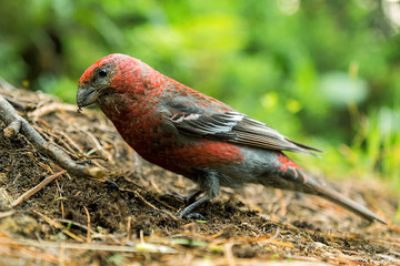 Little red bird crossbill