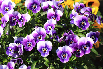 Sticker - pansy flowers texture