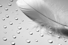 Soft Feather With Dew