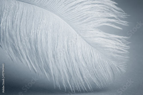 White feather