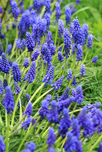 Blue Grape Hyacinth