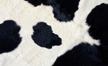 Real Black And White Cow Hide