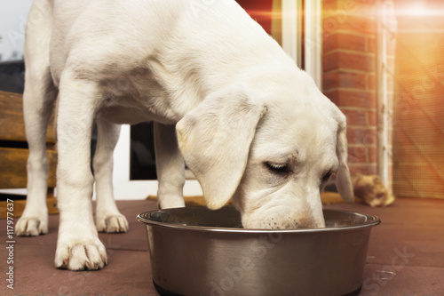 Fotografía Labrador Hund Welpe frisst einen Knochen mit Fleisch aus einem Napf - Ernährung