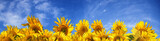Fototapeta Kwiaty - Panorama ze słoneczników na tle błękitnego nieba