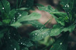 © Westend61 - Rain drops on green leaves