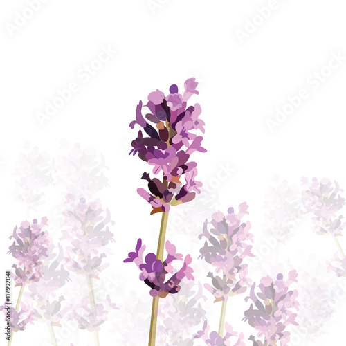 Lavender flower in watercolor paint style Vector . Gentle blossom floral bouq...