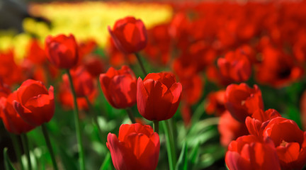 Tulips beautiful red tulips, tulips colorful tulips in the sprin