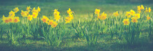 Beautiful Flowers Of Yellow Daffodils