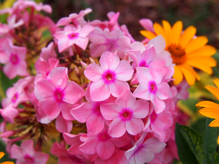 Wall Mural - Phlox paniculata 'Becky Towe'