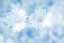 Abstract Double Exposure Image With Blurred Daisy Flowers On Nat