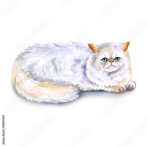 Watercolor Close Up Portrait Of Popular Exotic Longhair Persian