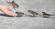 © wojtek - Good nobody man helps and feeds the tiny sparrow, environmental protection