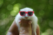 Hamster with sunglasses