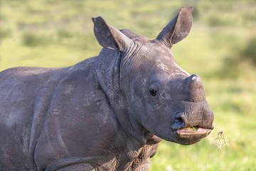 Wall Mural - Baby White Rhino Portrait