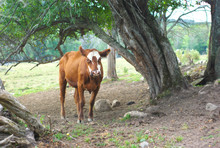 Brown And White Cow Under A Tree In A Field
