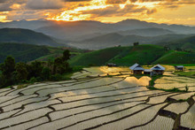 Terraced Rice And Landscape  Chiang Mai