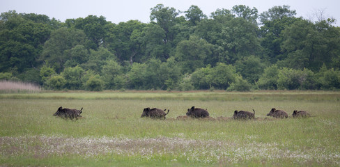 Poster - Wild boar with pilets running on meadow