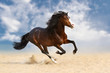Bay horse with long mane run gallop in desert