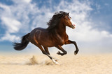 Fototapeta Konie - Bay horse with long mane run gallop in desert