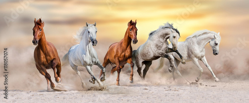 Fototapeta na wymiar Horse herd run fast in desert dust against dramatic sunset sky