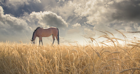 Fotoroleta wieś koń niebo