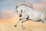Fototapeta Konie - White horse portrait in motion
