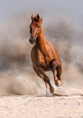 Wall Mural - red horse run fast in desert dust