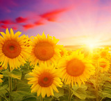 Fototapeta Kwiaty -  sunflowers and sun