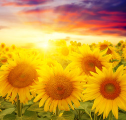 Wall Mural - sunflowers and sun
