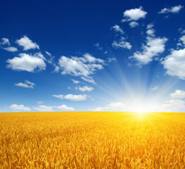 Wall Mural - wheat field and sun