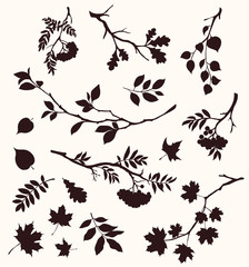Autumn set of twig and leaf silhouttes. Decorative tree branches. Oak, maple, rowan, and birch