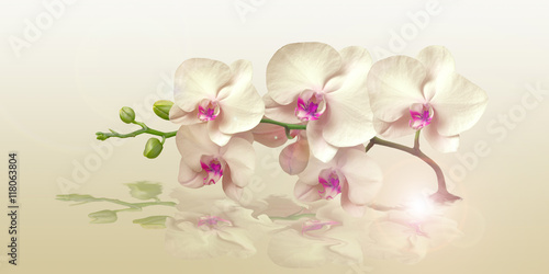 Fototapeta na wymiar Orchid with reflection in the panorama